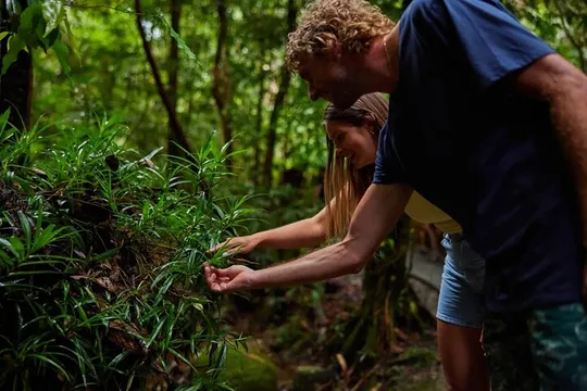 Cairns Waterfalls Explorer Tour - Half Day 