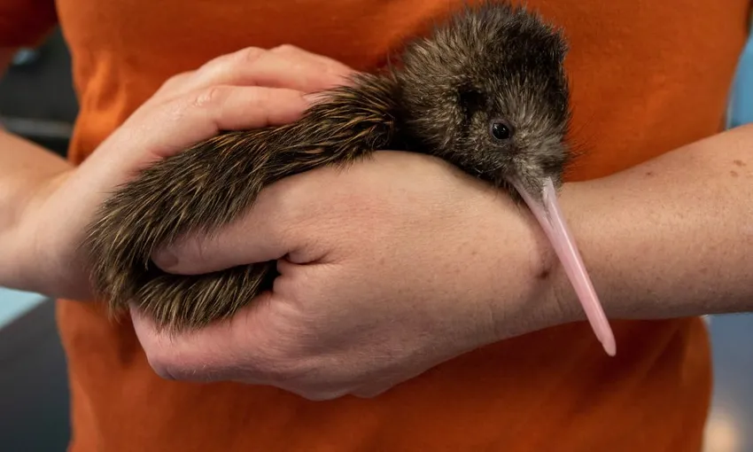 National Kiwi Hatchery Experience