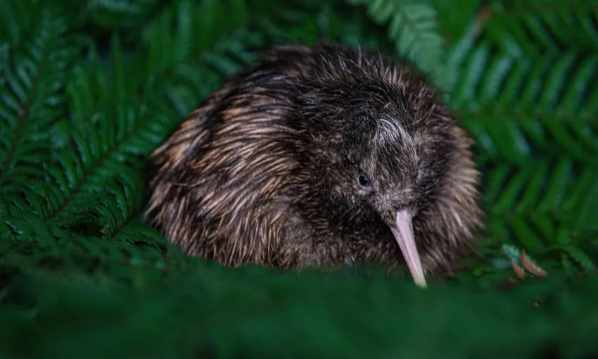 National Kiwi Hatchery Experience