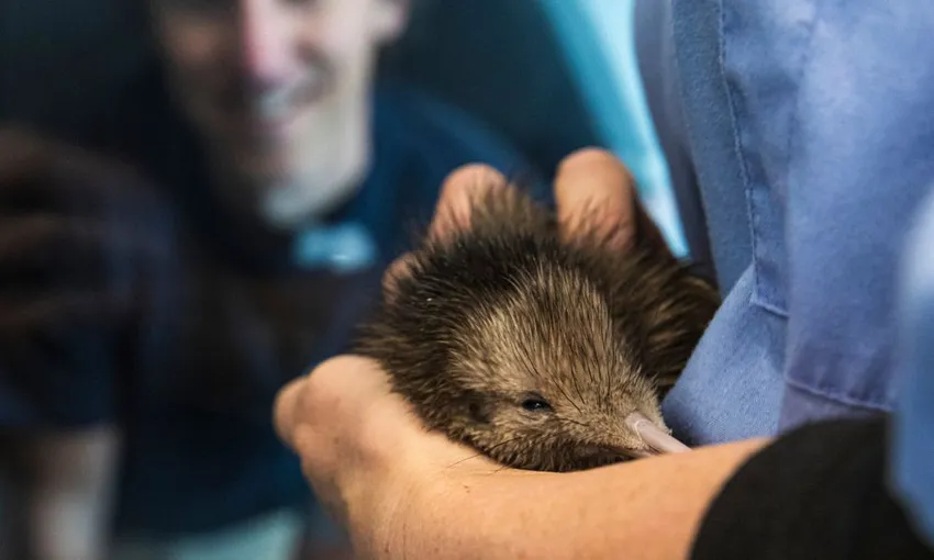 National Kiwi Hatchery Experience