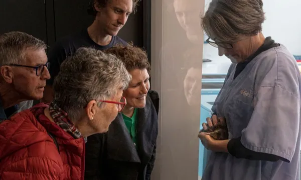 National Kiwi Hatchery Experience
