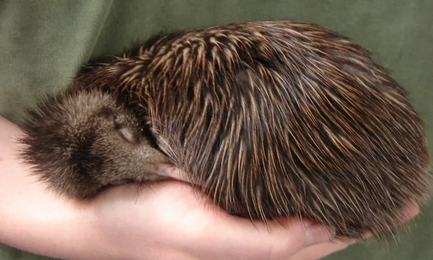National Kiwi Hatchery Experience