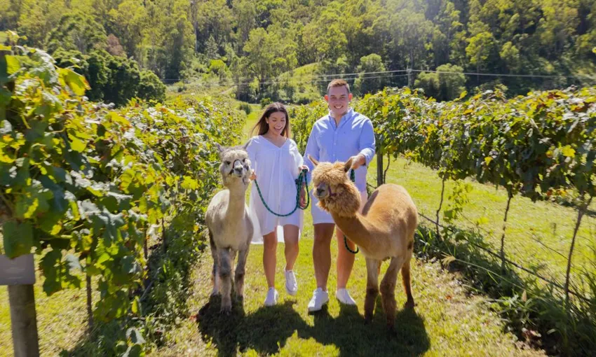 Hot Air Balloon Flight with Breakfast & Alpacas | Experience Oz