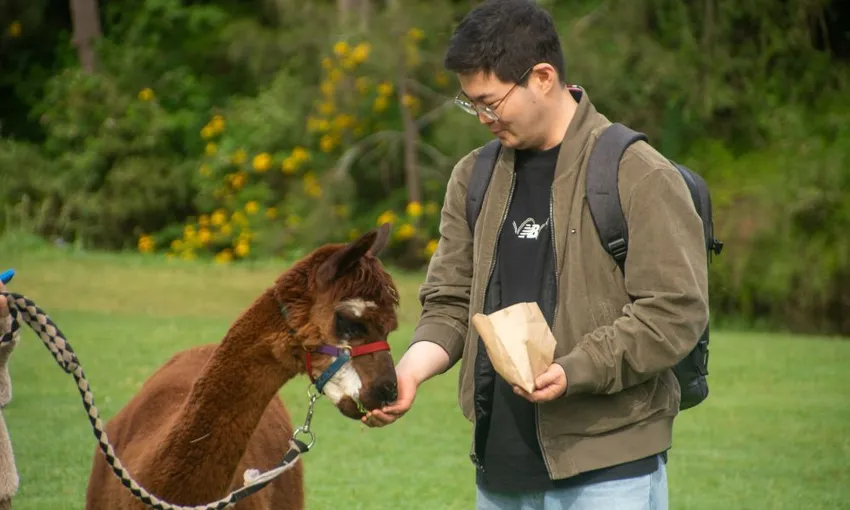 Hot Air Balloon Flight with Breakfast & Alpacas | Experience Oz