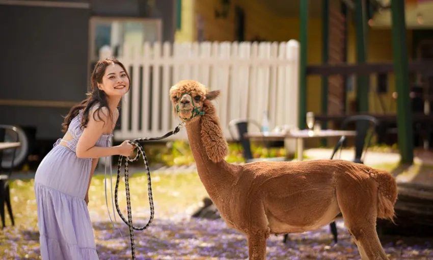 Hot Air Balloon Flight with Breakfast & Alpacas | Experience Oz
