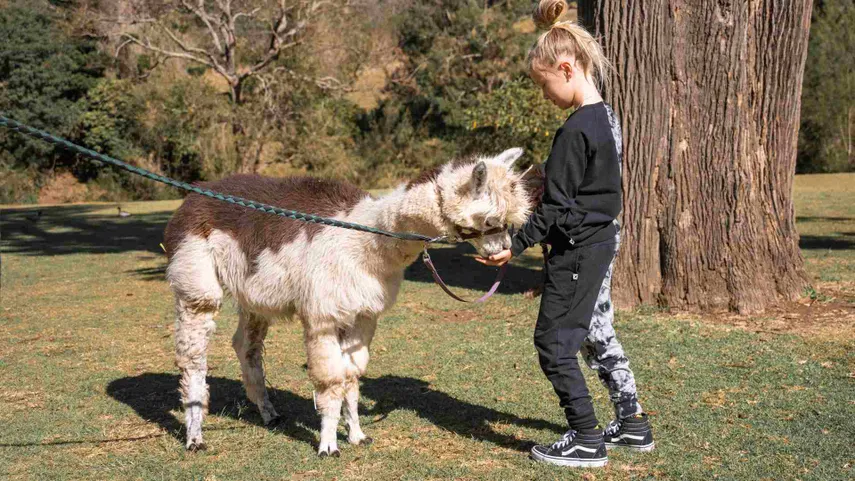 Hot Air Balloon Flight with Breakfast & Alpacas | Experience Oz