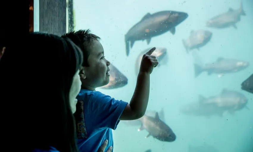 Queenstown Time Tripper Underwater Experience - Book Now | Experience Oz