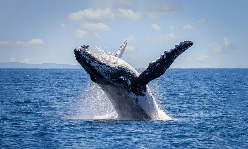 Sydney Morning Whale Watching Cruise | Experience Oz