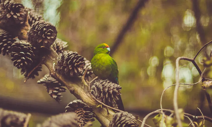 Kiwi Park Queenstown | Experience Oz + NZ