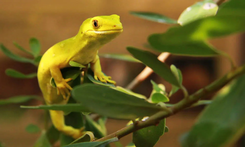 Kiwi Park Queenstown | Experience Oz + NZ-5