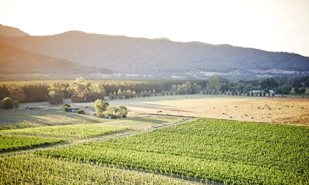 Picnic at the Feathertop Winery - Book Now | Experience Oz-2