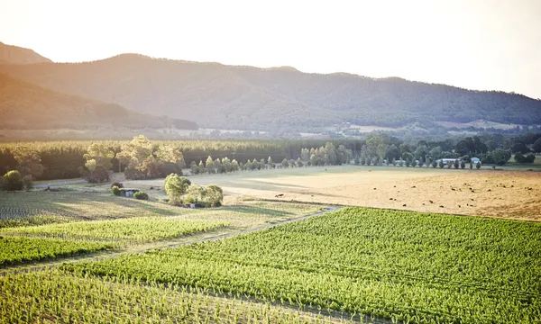 Melbourne Feathertop Winery Tour
