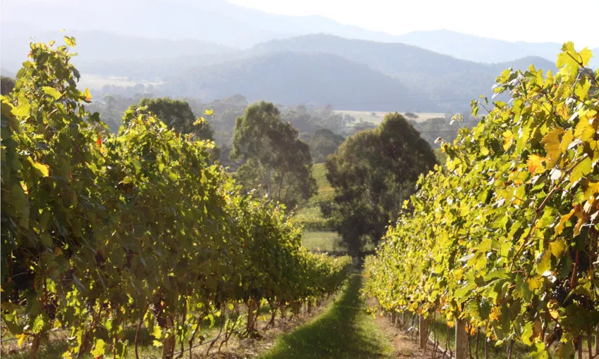 Pizzini Winery Food and Wine Tasting Tour | Experience Oz