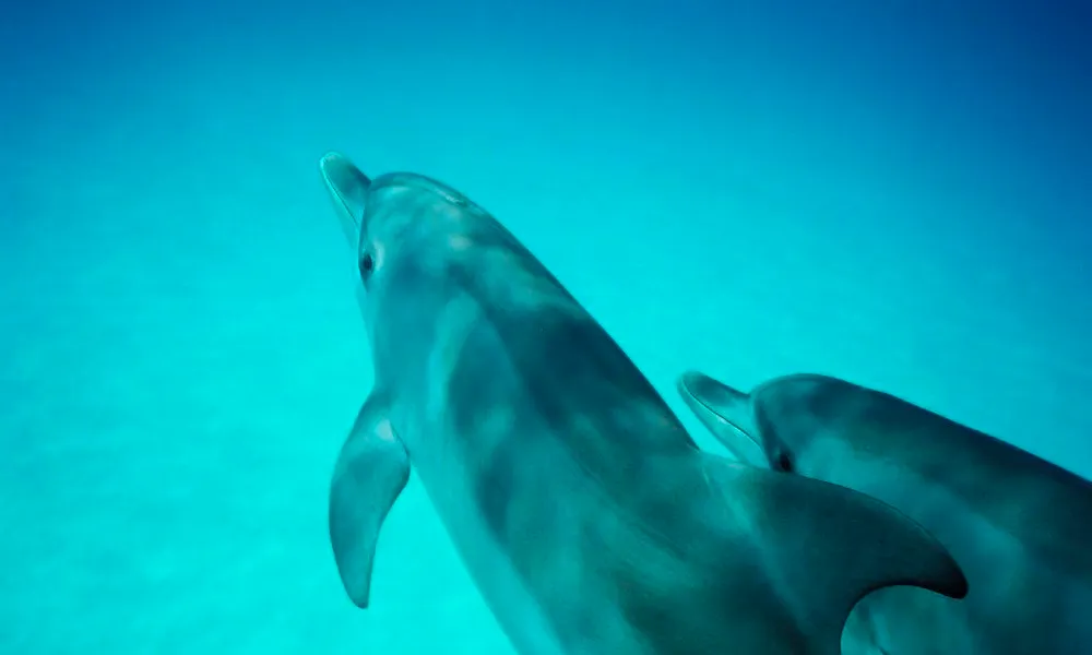 Melbourne Dolphin Swim Day Tour | Experience Oz-3
