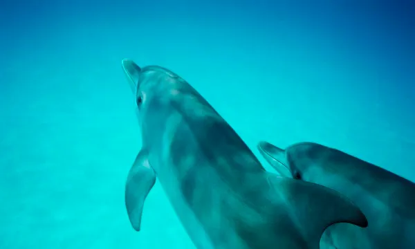 Dolphin and Seal Swim Tour in Queenscliff