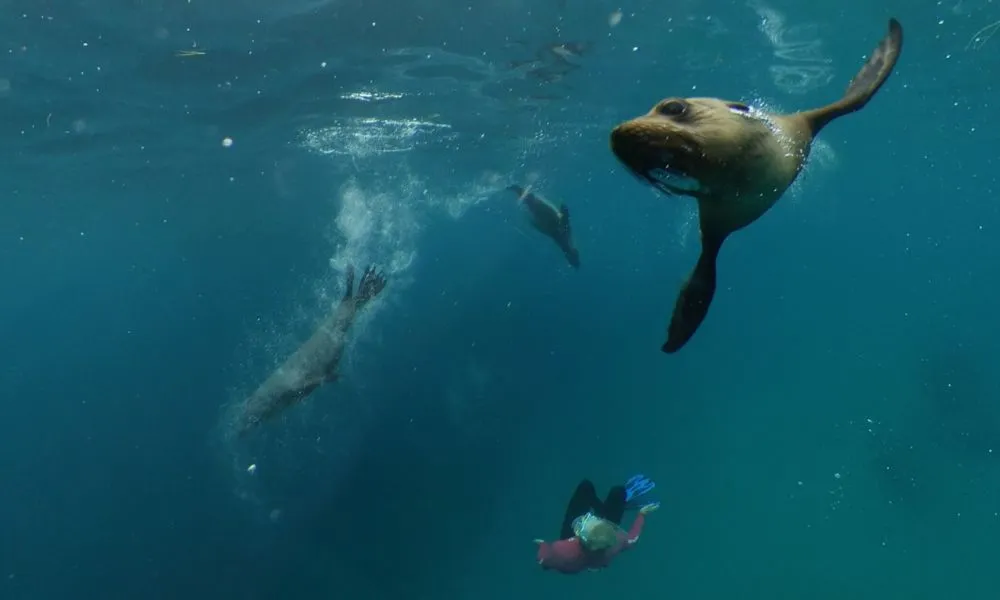 Melbourne Dolphin Swim Day Tour | Experience Oz-7