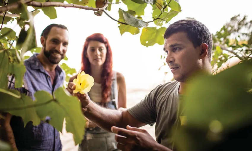 Private Daintree River to Cape Tribulation Tour | Experience Oz