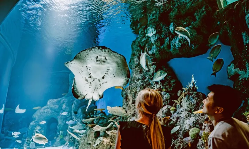 Cairns Aquarium by Twilight and 3 Course Dinner | Experience Oz