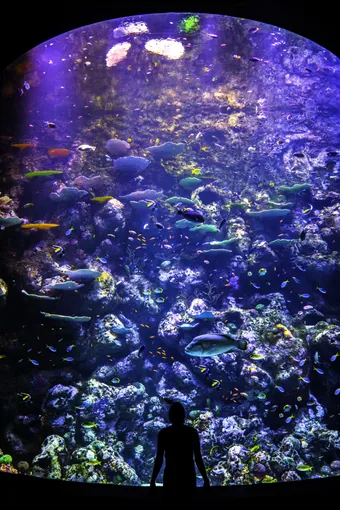 Cairns Aquarium by Twilight and 3 Course Dinner | Experience Oz