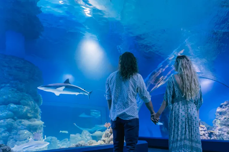 Cairns Aquarium by Twilight and 3 Course Dinner | Experience Oz