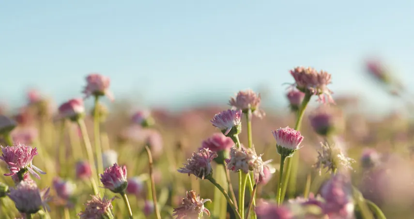 Jurlique Farm Tour - Book Now | Experience Oz
