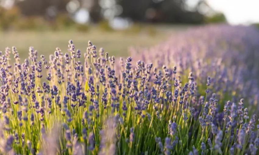 Jurlique Farm Tour - Book Now | Experience Oz