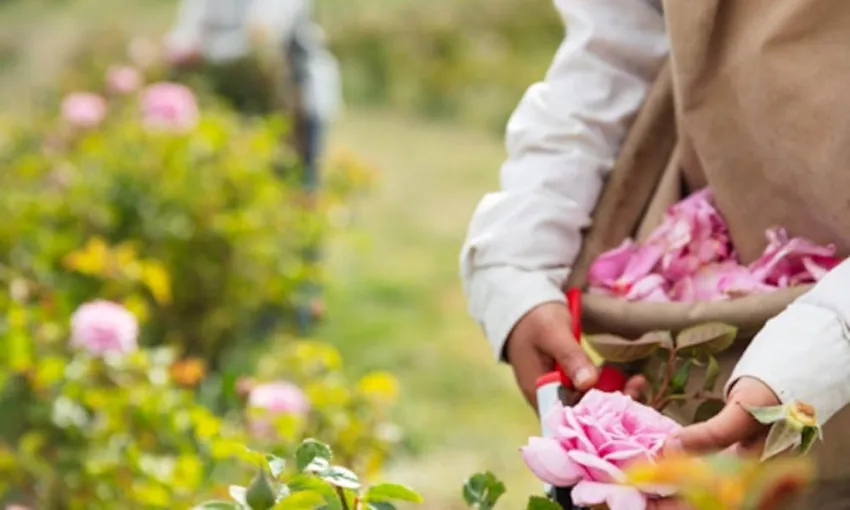 Jurlique Farm Tour - Book Now | Experience Oz