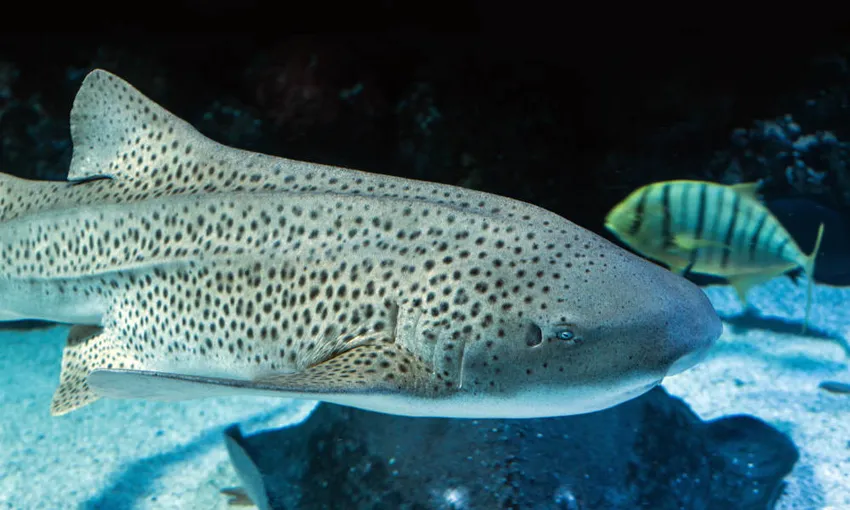 Cairns Aquarium Tickets | Experience Oz