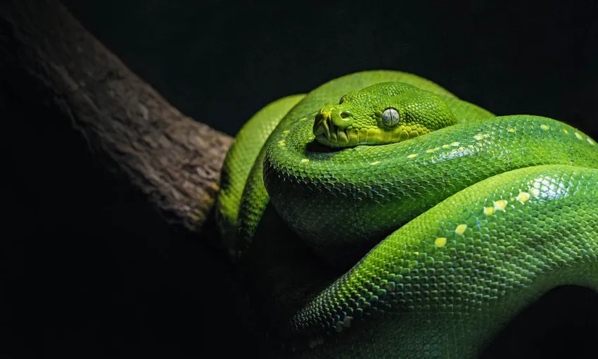 Cairns Aquarium Tickets | Experience Oz
