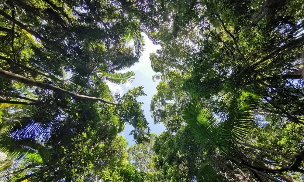 K’gari (Fraser Island) Full-Day Tour Departing From Rainbow Beach | Experience OZ-8