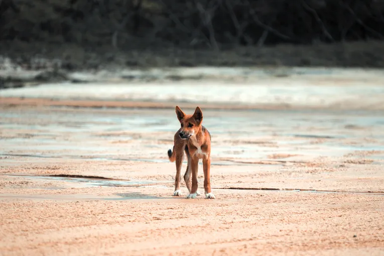 K’gari (Fraser Island) Full-Day Tour Departing From Rainbow Beach | Experience OZ