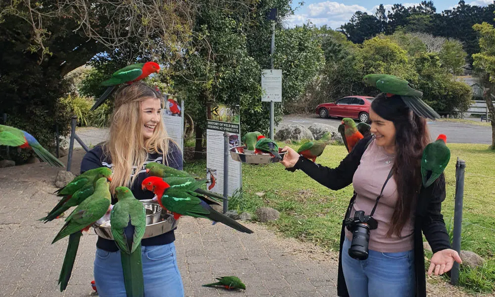 Gold Coast Lamington National Park Day Tour - Book Now | Experience Oz-3