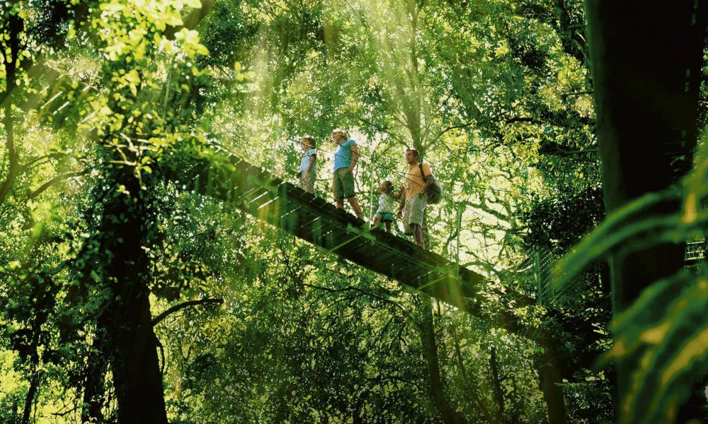 Gold Coast Lamington National Park Day Tour - Book Now | Experience Oz-2