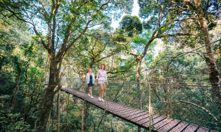 Gold Coast Lamington National Park Day Tour - Book Now | Experience Oz