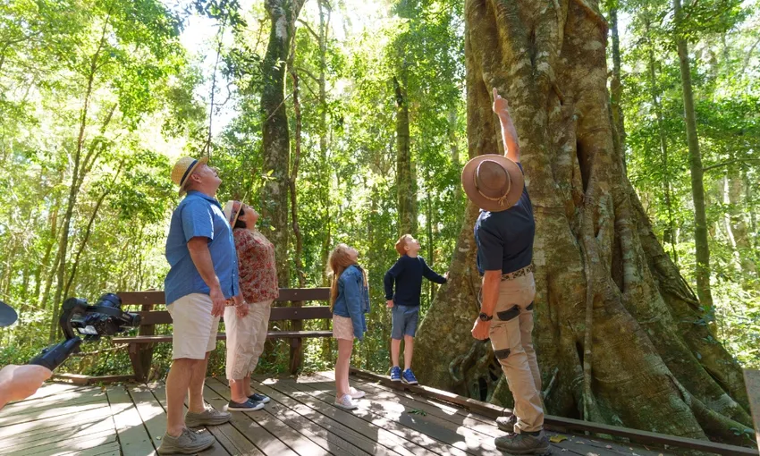 Gold Coast Lamington National Park Day Tour - Book Now | Experience Oz