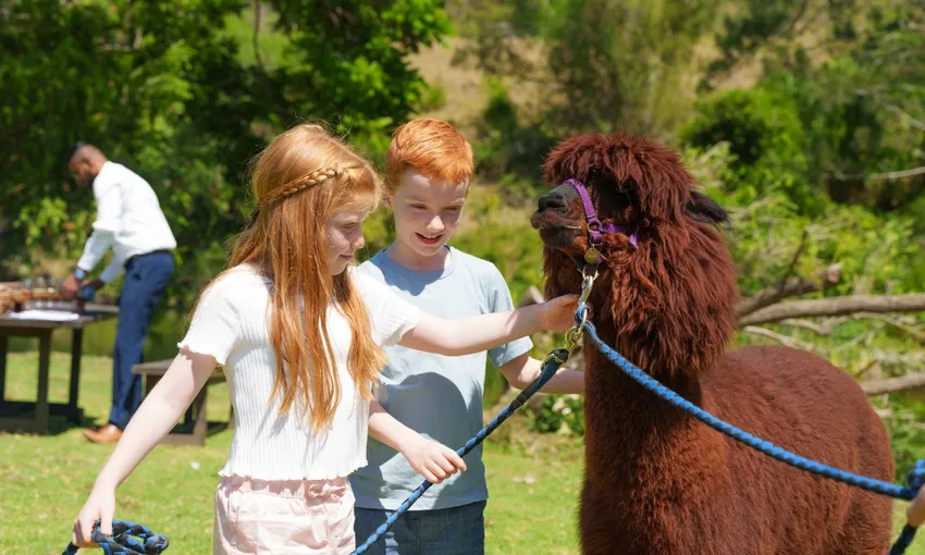 Gold Coast Lamington National Park Day Tour - Book Now | Experience Oz