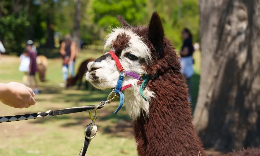 Gold Coast Lamington National Park Day Tour - Book Now | Experience Oz