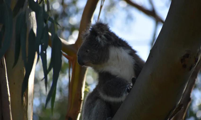 Phillip Island and Brighton Beach Tour | Experience Oz