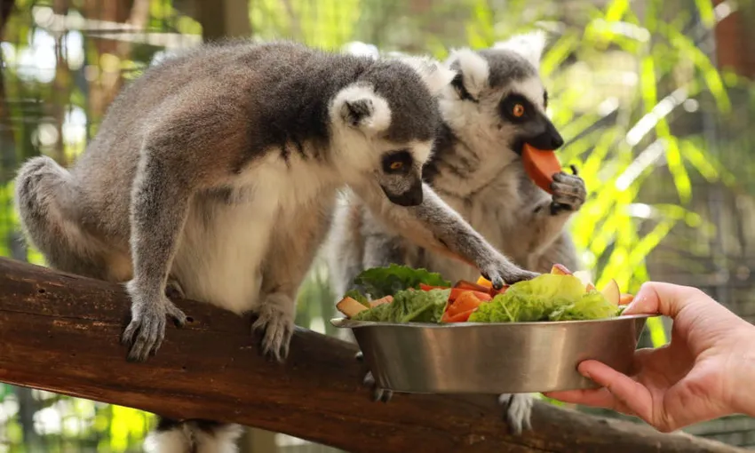 Gorge Wildlife Park Tickets - Buy Now | Experience Oz