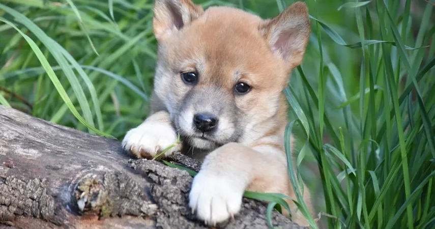 Gorge Wildlife Park Tickets - Buy Now | Experience Oz