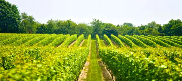 Full Day Mount Tamborine Wine Tour from Brisbane