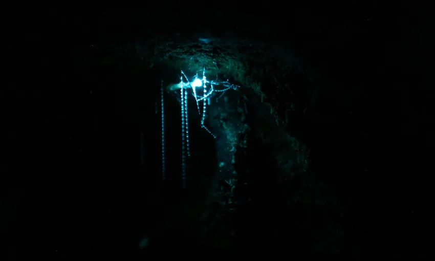 Rotorua Evening Starlight Kayak Tour with Glowworms | Experience Oz