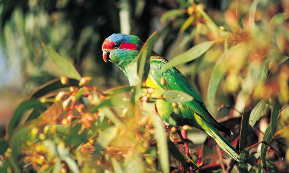 Cleland Wildlife Park Tour from Adelaide - Half Day | Experience Oz-8
