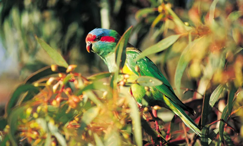 Cleland Wildlife Park Tour from Adelaide - Half Day | Experience Oz