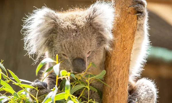 Cleland Wildlife Park Tour from Adelaide - Half Day