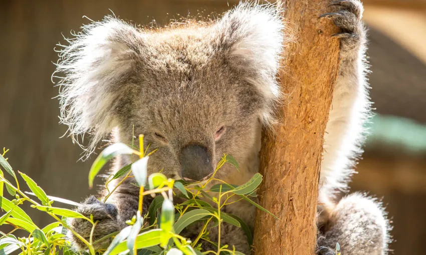 Cleland Wildlife Park Tour from Adelaide - Half Day | Experience Oz