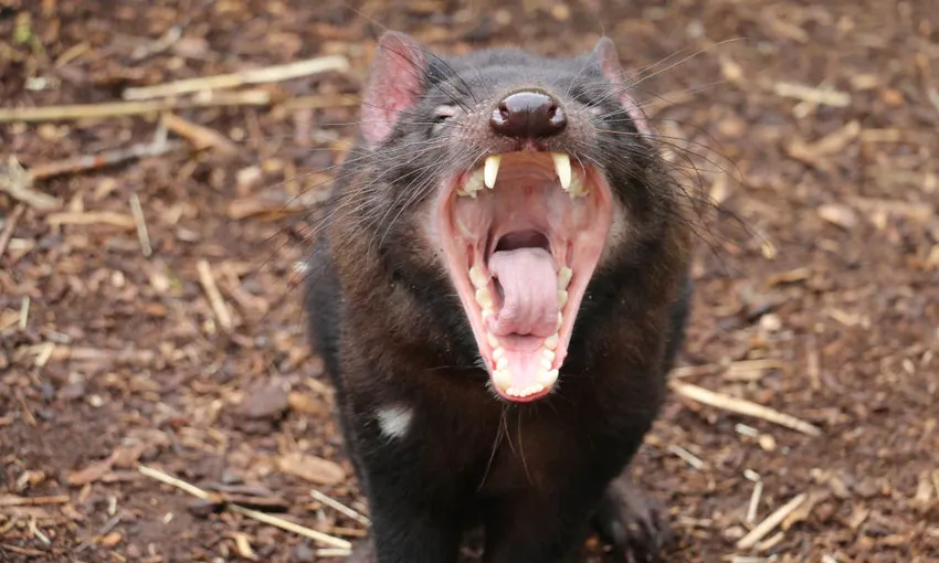 Cleland Wildlife Park Tour from Adelaide - Half Day | Experience Oz