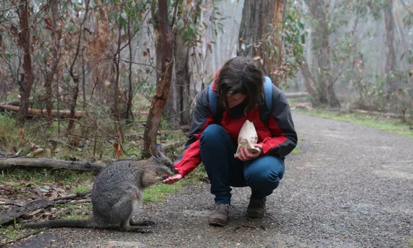 Cleland Wildlife Park Tour from Adelaide - Half Day