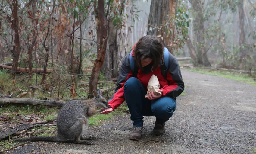 Cleland Wildlife Park Tour from Adelaide - Half Day | Experience Oz