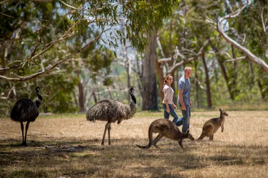Cleland Wildlife Park Tour from Adelaide - Half Day